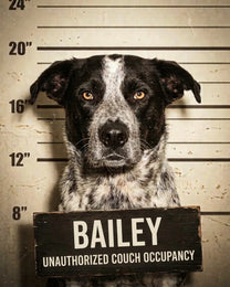The Perp custom dog portrait: a cattle dog in a police lineup holding a sign reading BAILEY