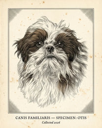 The Specimen custom dog portrait: a shih tzu drawn as a Victorian scientific engraving plate
