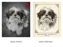 Before and after: a shih tzu snapshot becomes a Specimen engraving portrait