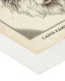 Close-up of the heavyweight matte archival paper edge on a Specimen print